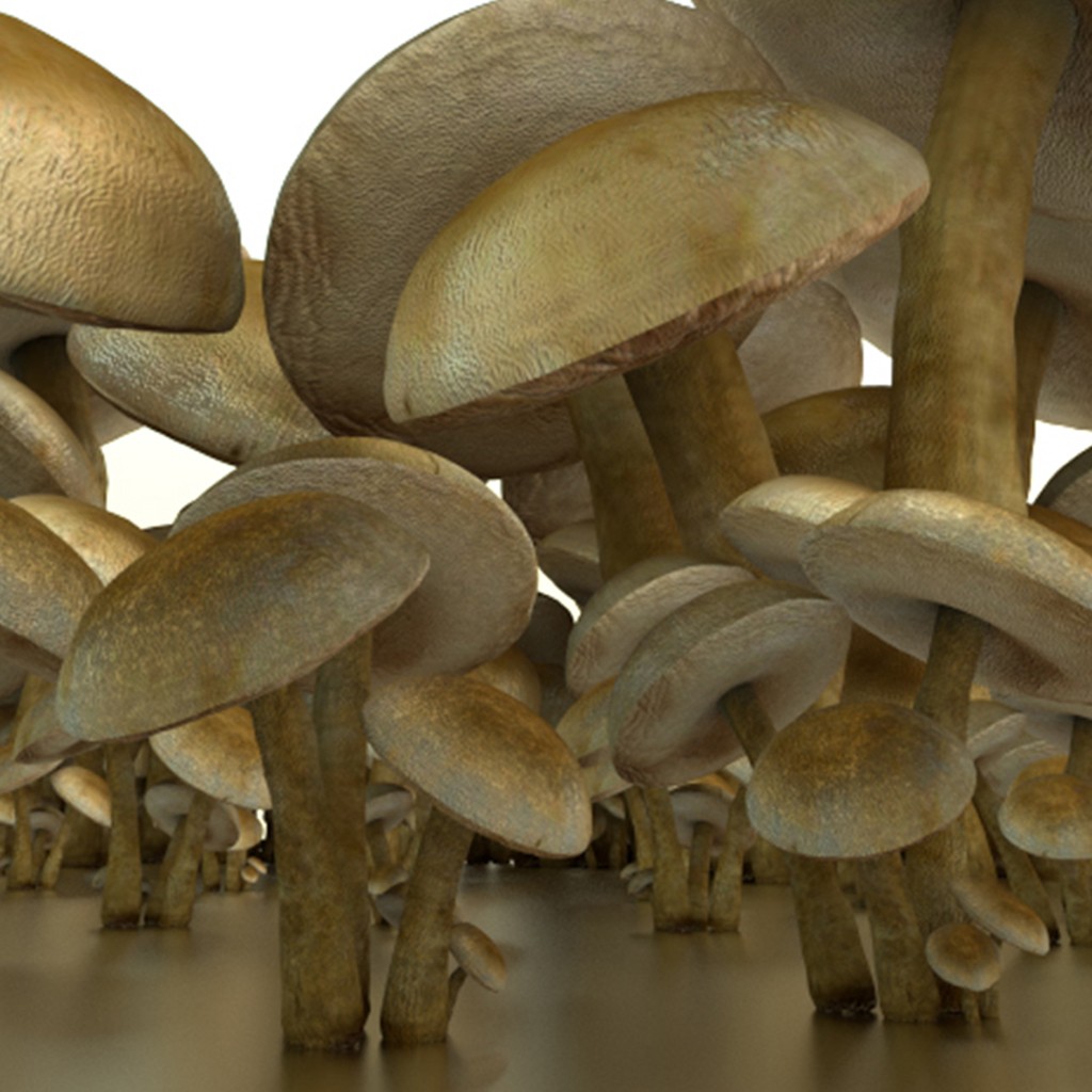 mushrooms preview image 4